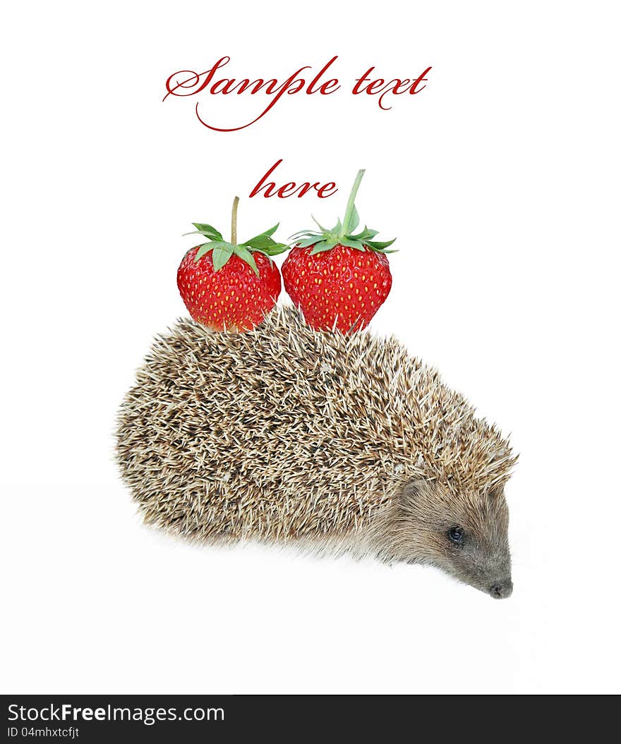 Hedgehog With Strawberry Isolated On White