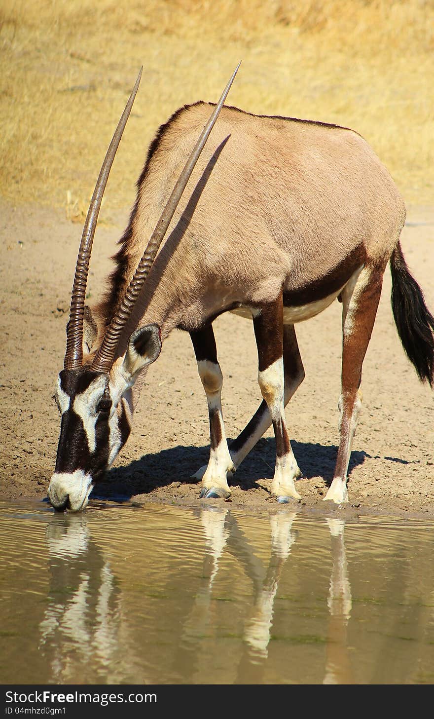 Adult female Gemsbuck, or Oryx, drinking water on a game ranch in Namibia, Africa. Adult female Gemsbuck, or Oryx, drinking water on a game ranch in Namibia, Africa.