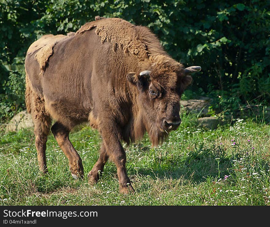 Bison walking