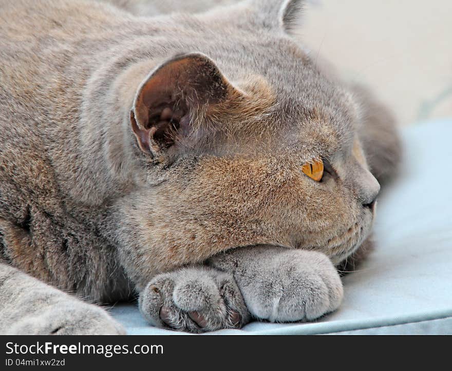 Photo of a wistful dreamy pedigree british shorthair cat resting her head on her paws. Photo of a wistful dreamy pedigree british shorthair cat resting her head on her paws.