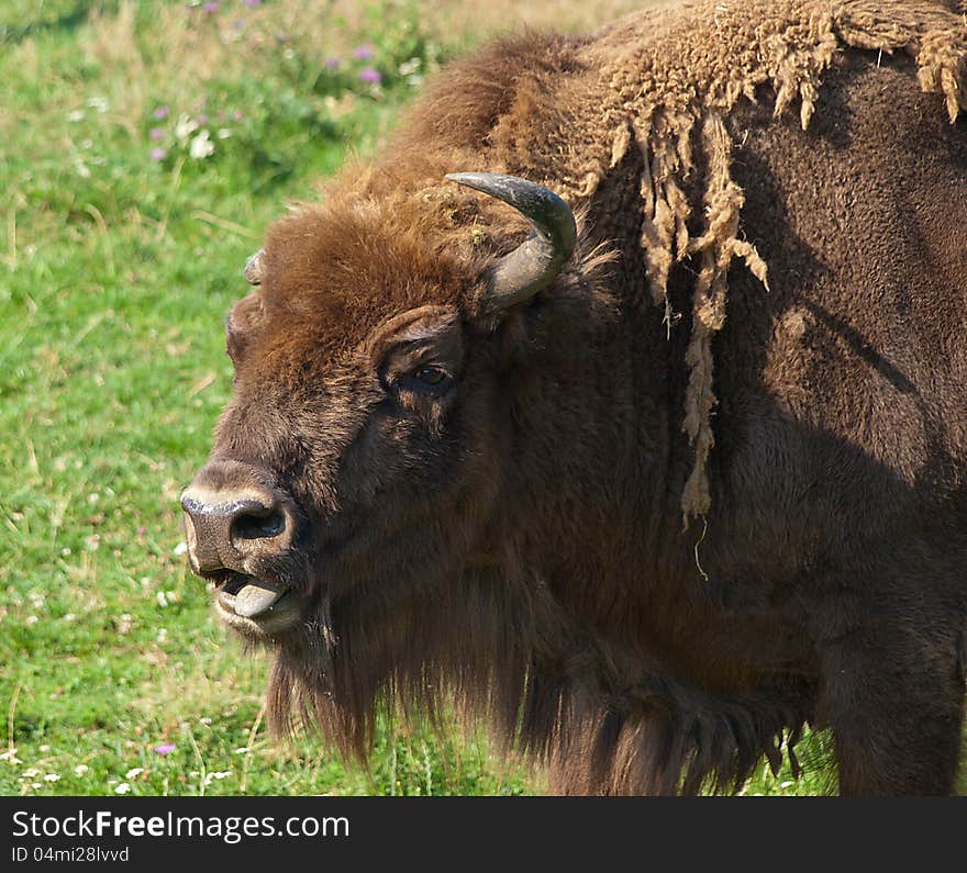 Bison look in your eyes. Bison look in your eyes