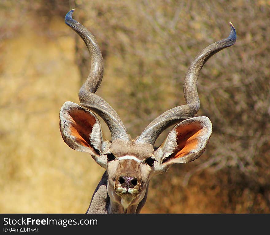 Adult Kudu bull discovering pressence of photographer. Photo taken on a game ranch in Namibia, Africa. Adult Kudu bull discovering pressence of photographer. Photo taken on a game ranch in Namibia, Africa.