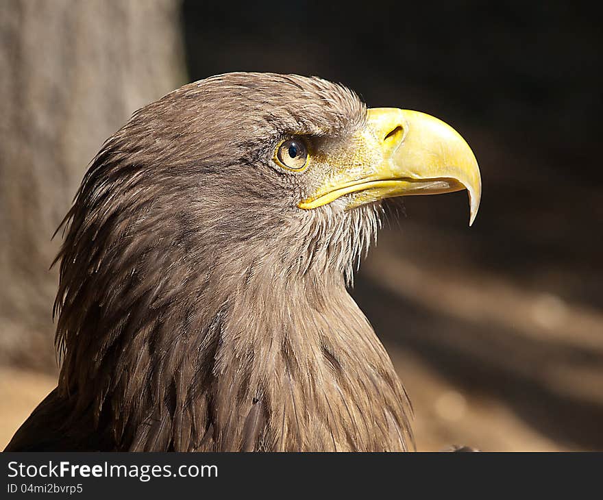 Head sitting brown eagle detail. Head sitting brown eagle detail