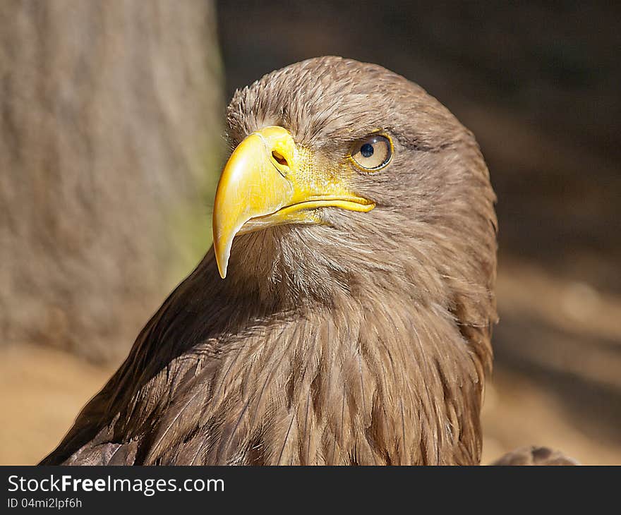 hard look of an eagle