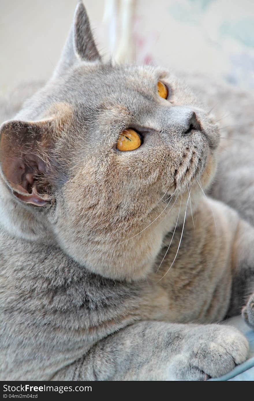 Photo of a beautiful pedigree british shorthair cat breed with the look of love in her eyes!. Photo of a beautiful pedigree british shorthair cat breed with the look of love in her eyes!