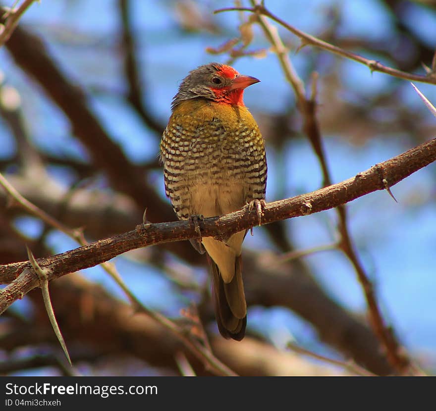 A Melba Finch sitting in an Acacia tree. Photo taken on a Game Ranch in Namibia, Africa. A Melba Finch sitting in an Acacia tree. Photo taken on a Game Ranch in Namibia, Africa.