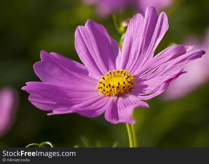 Focus stacked pink and yellow wild flower. Focus stacked pink and yellow wild flower