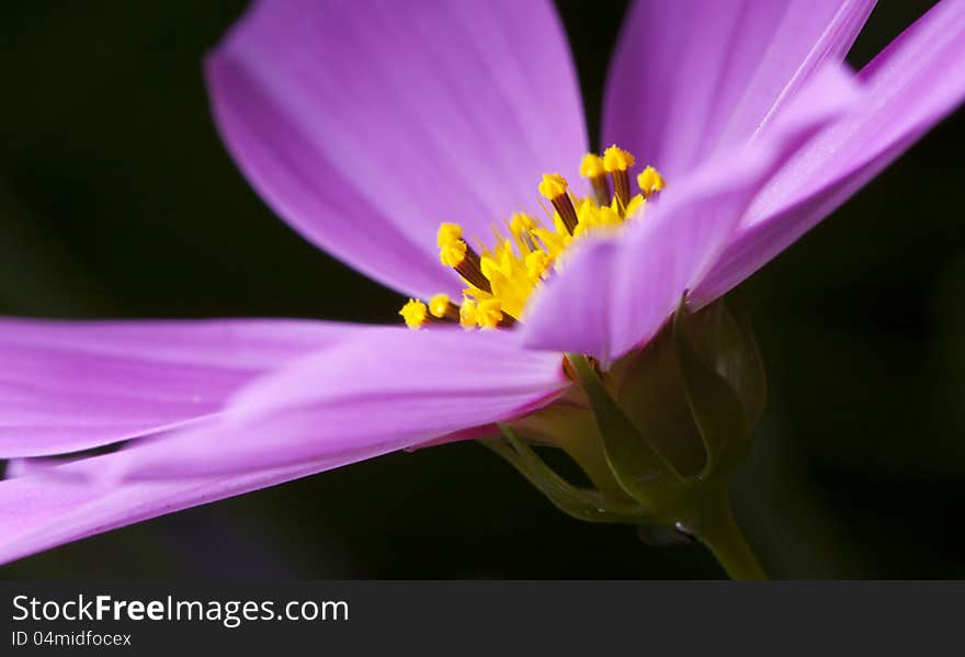 Macro pink and yellow wild flower. Macro pink and yellow wild flower