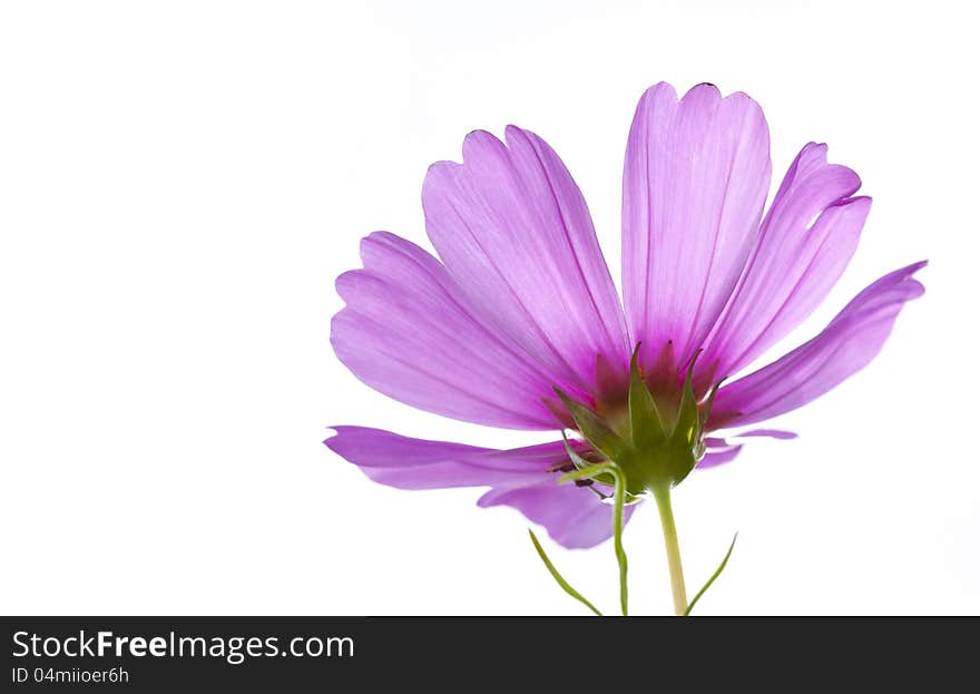 Isolated pink wild flower over white background. Isolated pink wild flower over white background