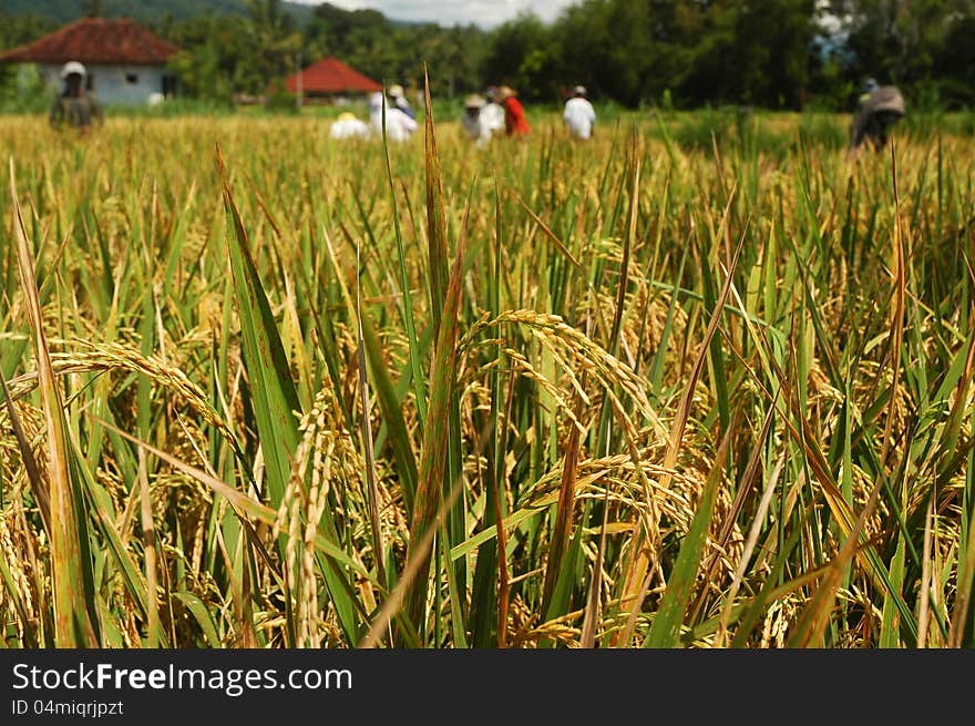 Harvesting of rice