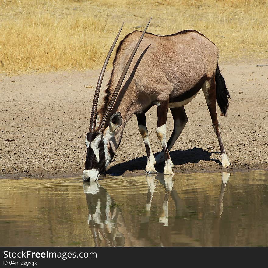 An Oryx cow drinking water on a game ranch in Namibia, Africa. An Oryx cow drinking water on a game ranch in Namibia, Africa