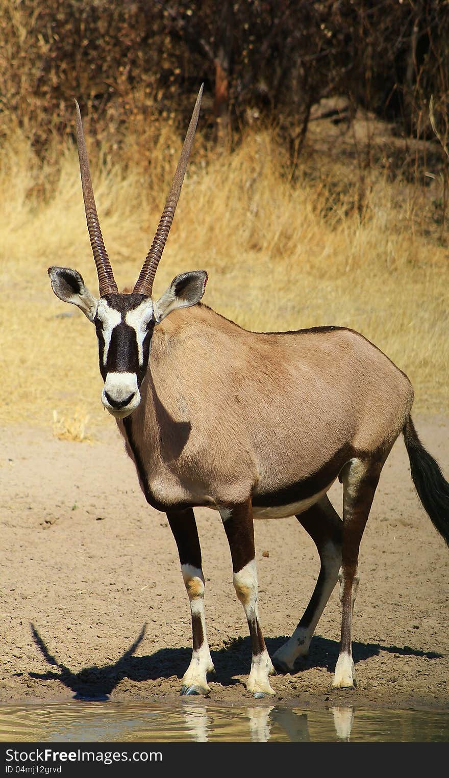 An Oryx cow drinking water on a game ranch in Namibia, Africa. An Oryx cow drinking water on a game ranch in Namibia, Africa