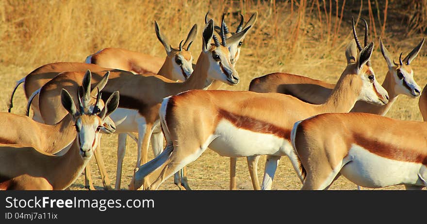 Springbuck herd at sunset - photo taken on a game ranch in Namibia, Africa. Springbuck herd at sunset - photo taken on a game ranch in Namibia, Africa.