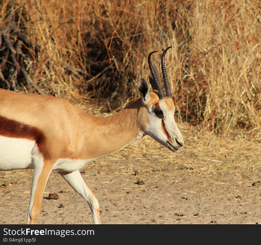 Springbuck female with perfectly shaped horns - photo taken on a game ranch in Namibia, Africa. Springbuck female with perfectly shaped horns - photo taken on a game ranch in Namibia, Africa.