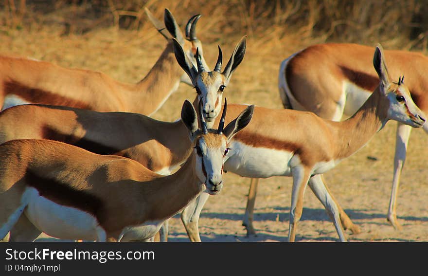 Springbuck females - photo taken on a game ranch in Namibia, Africa. Springbuck females - photo taken on a game ranch in Namibia, Africa.