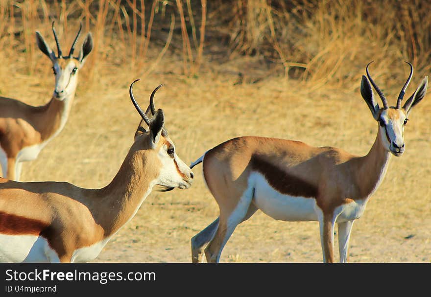 Springbuck females - photo taken on a game ranch in Namibia, Africa. Springbuck females - photo taken on a game ranch in Namibia, Africa.