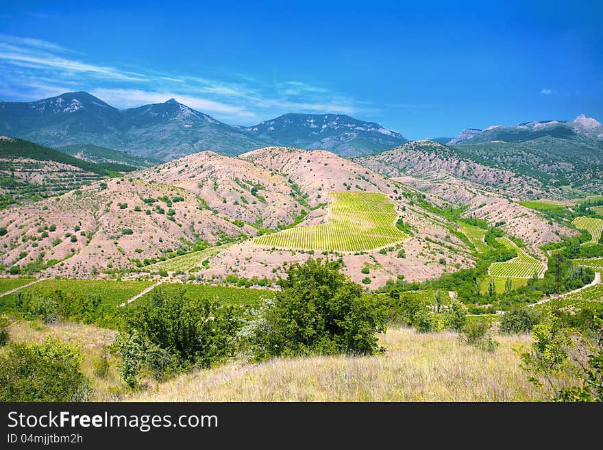 Vineyards on mountain hill