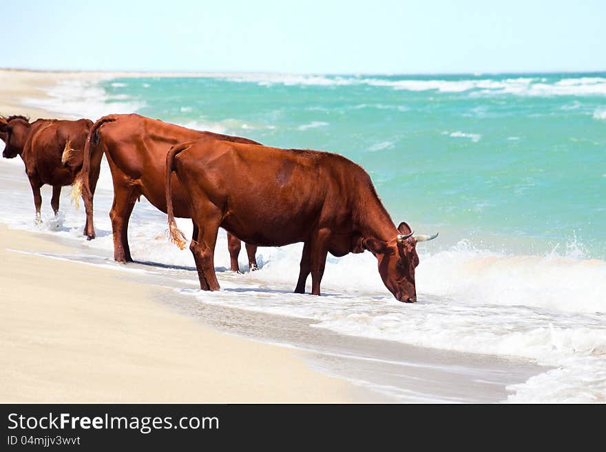 Cows drinking water from sea