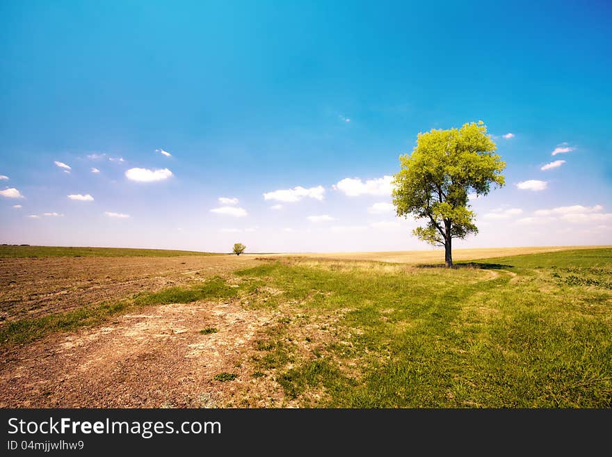 Alone tree in the uncultivated field