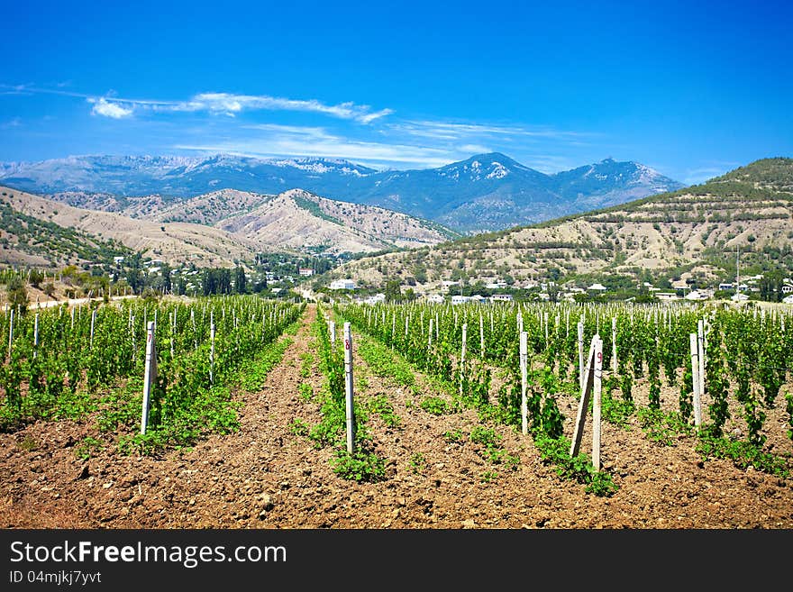 Beautiful valley of vineyards near mountains. Beautiful valley of vineyards near mountains