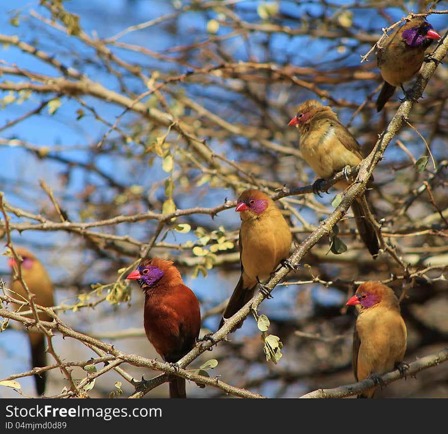 A male Violeteared Waxbill sitting in a thornbush, surrounded by females of same species, in Namibia, Africa. A male Violeteared Waxbill sitting in a thornbush, surrounded by females of same species, in Namibia, Africa.