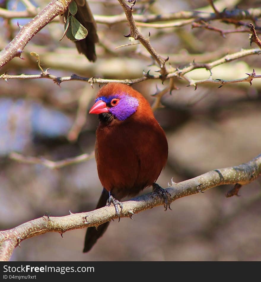 A male Violeteared Waxbill sitting in a thornbush in Namibia, Africa. A male Violeteared Waxbill sitting in a thornbush in Namibia, Africa.