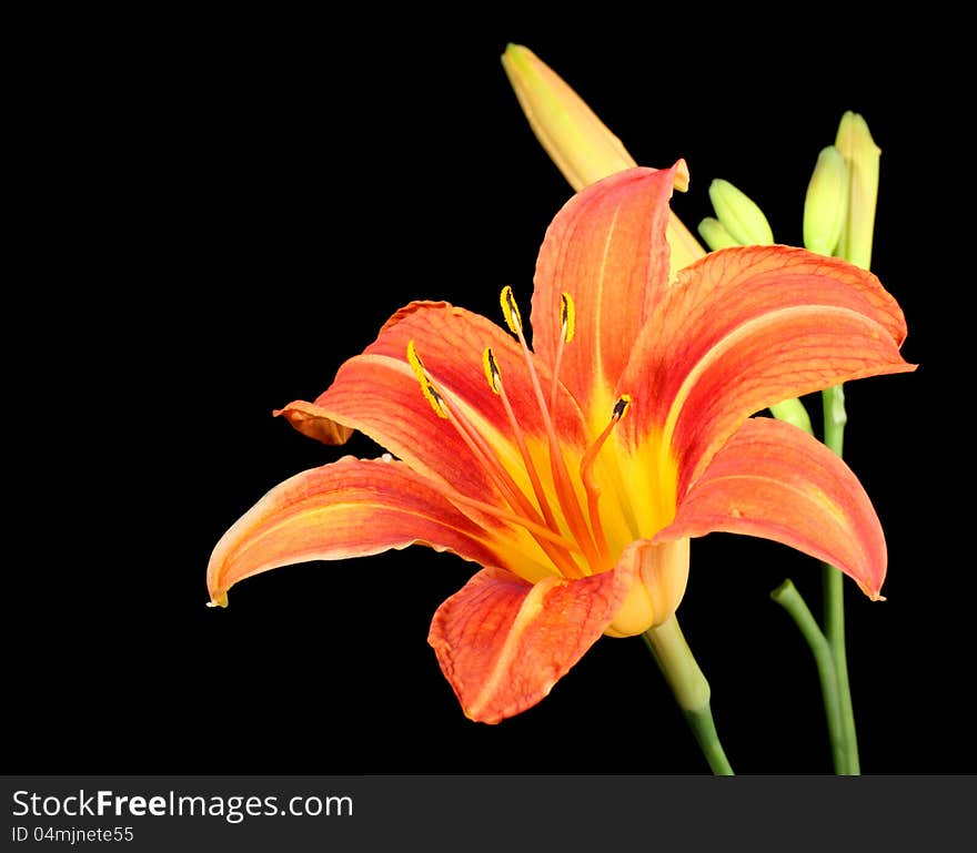 Orange daylily, Hererocallis fulva, isolated on black