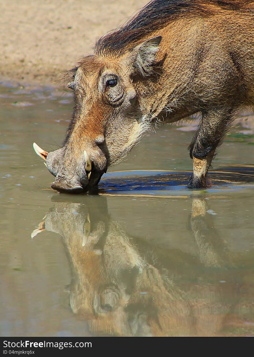 Adult Warthog drinking water on a game ranch in Namibia, Africa. Adult Warthog drinking water on a game ranch in Namibia, Africa.