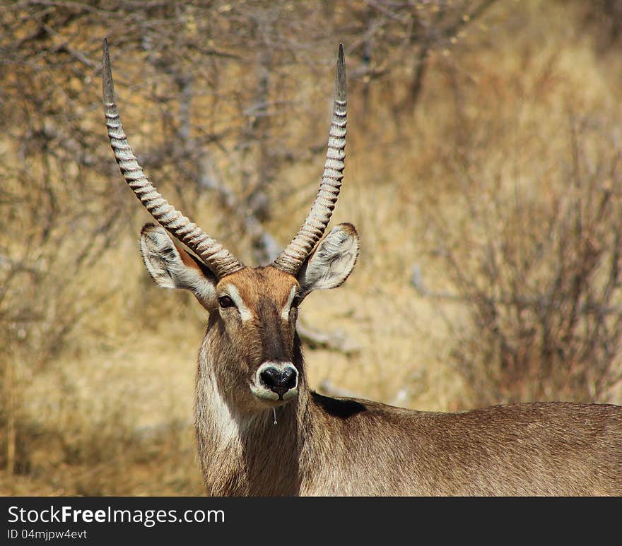 Waterbuck bull stare.  Photo taken on a game ranch in Namibia, Africa. Waterbuck bull stare.  Photo taken on a game ranch in Namibia, Africa.