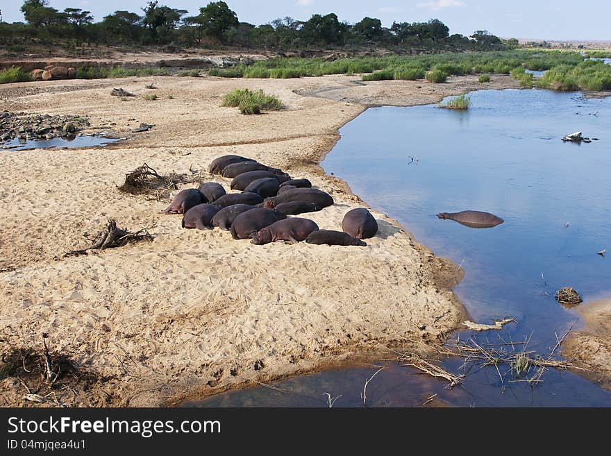 A herd of hippos resting on the sand at the edge of a river in South Africa. A herd of hippos resting on the sand at the edge of a river in South Africa.