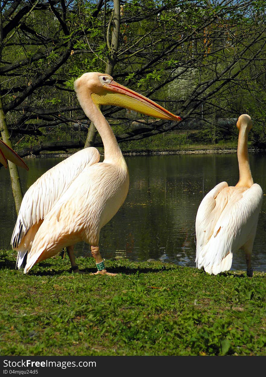 Two pelicans in the zoo park