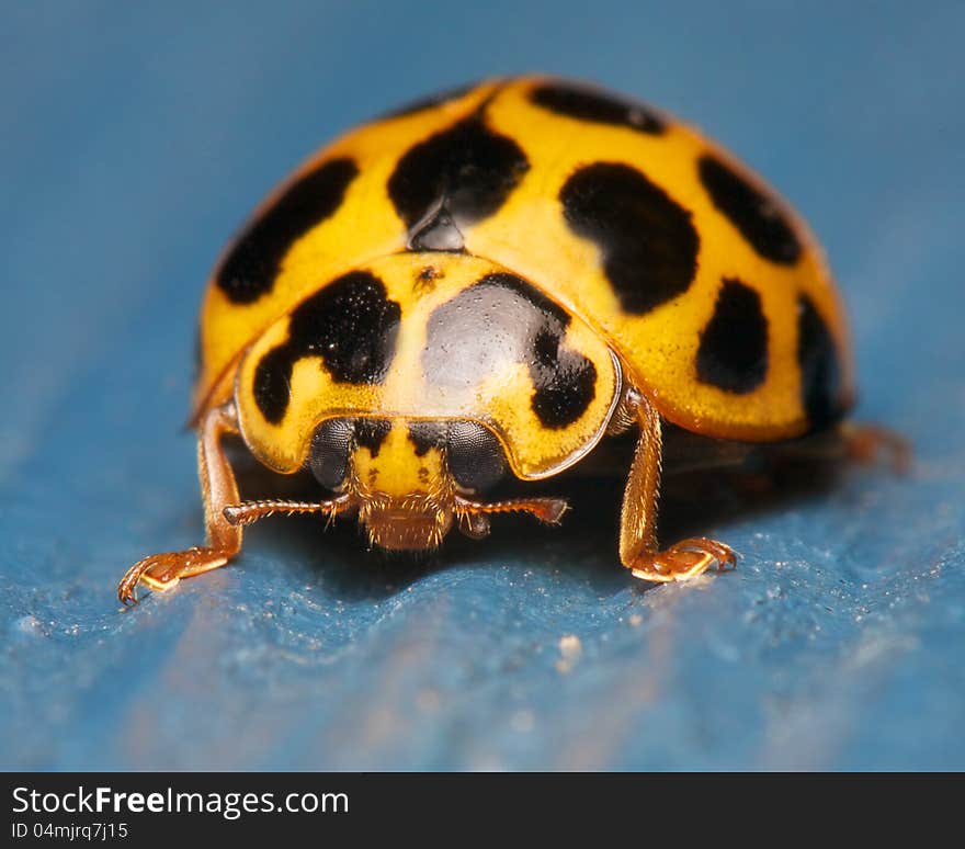 CLose up of lade beetle on blue surface. CLose up of lade beetle on blue surface