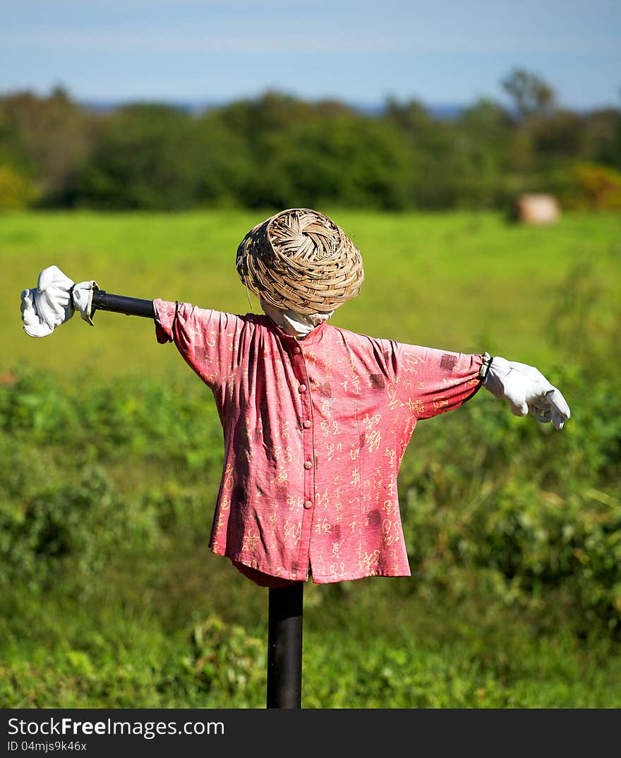 A scarecrow in a vegetabe garden, with faded red shirt. A scarecrow in a vegetabe garden, with faded red shirt