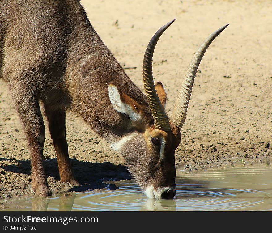 Waterbuck bull drinking water. Photo taken on a game ranch in Namibia, Africa. Waterbuck bull drinking water. Photo taken on a game ranch in Namibia, Africa.