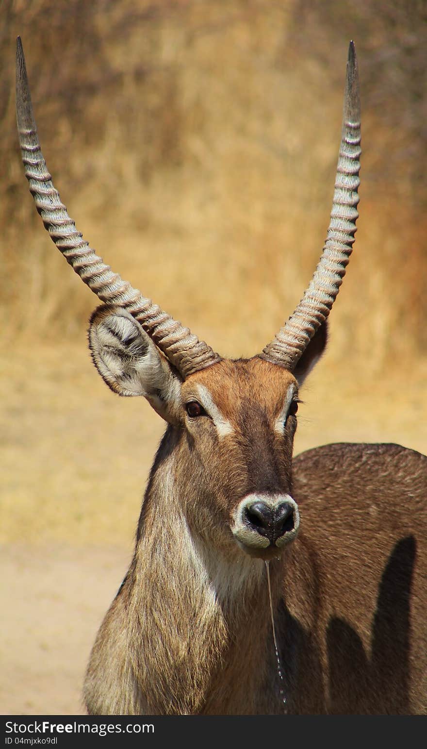 Waterbuck bull stare.  Photo taken on a game ranch in Namibia, Africa. Waterbuck bull stare.  Photo taken on a game ranch in Namibia, Africa.