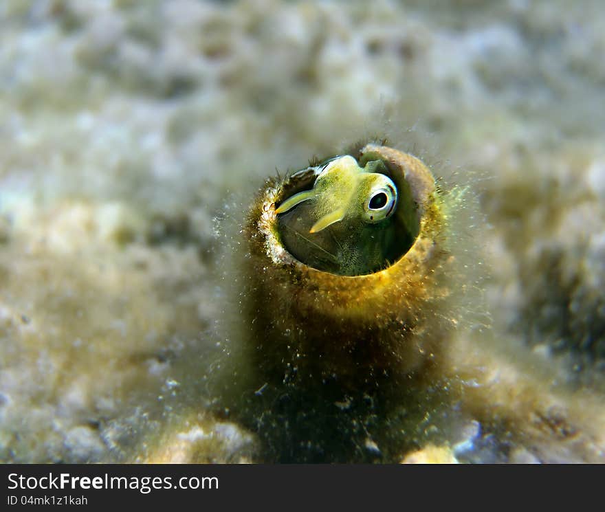 Coral fish of the Red Sea from the family Blennidae - Lance Blenny (Aspidontus dussumieri). Coral fish of the Red Sea from the family Blennidae - Lance Blenny (Aspidontus dussumieri)