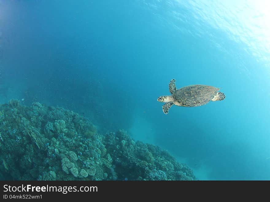 Hawksbill turtle (Eretmochelys imbricata) swimming on a reef in the Red Sea. They are very graceful animals and if you stay calm you can approach quite close. Hawksbill turtle (Eretmochelys imbricata) swimming on a reef in the Red Sea. They are very graceful animals and if you stay calm you can approach quite close.