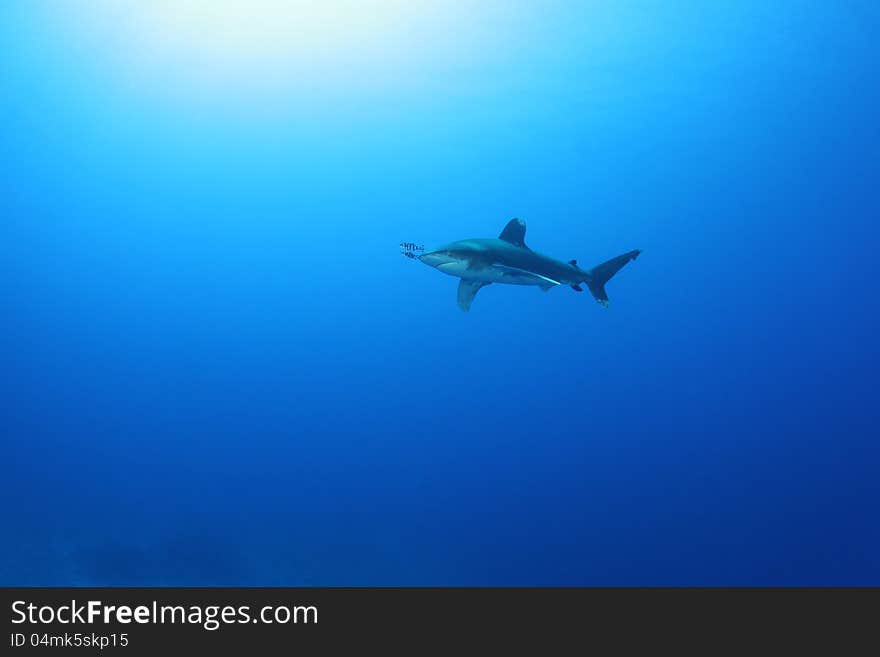 Oceanic White Tip shark (Carcharinus longimanus) in the Red Sea. These large predators come very close to investigate divers. Oceanic White Tip shark (Carcharinus longimanus) in the Red Sea. These large predators come very close to investigate divers.