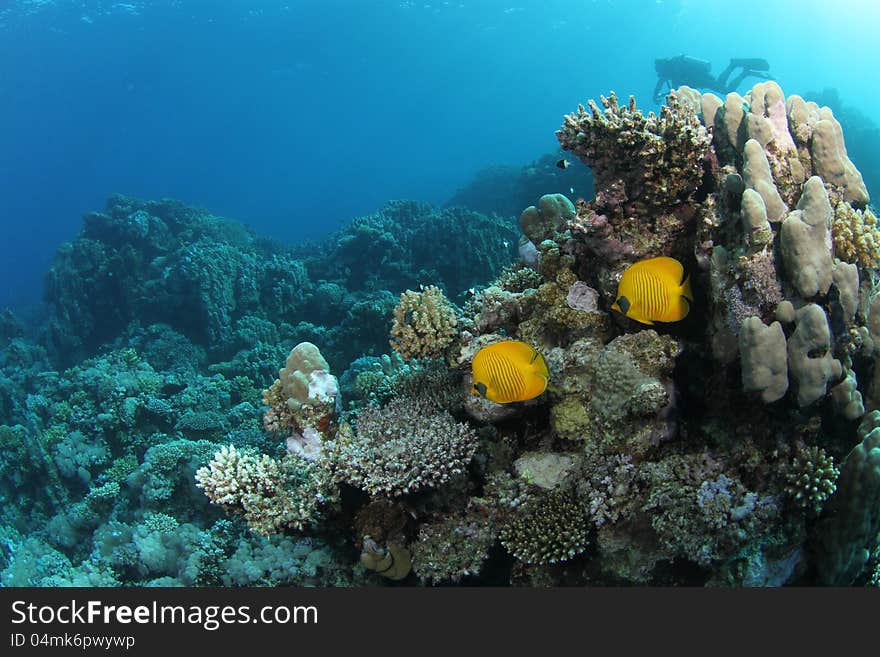 Two butterflyfish on a tropical coral reef in the Red Sea with a diver in the background. Two butterflyfish on a tropical coral reef in the Red Sea with a diver in the background.