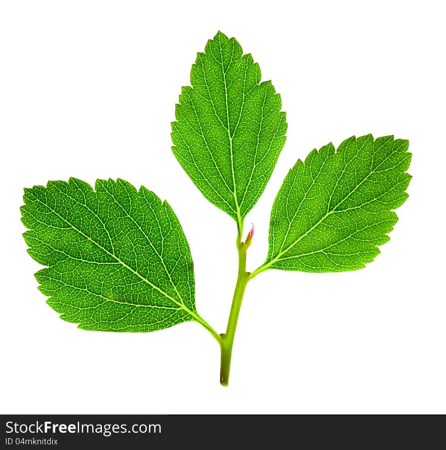 Tree raspberry leaves isolated on a white background