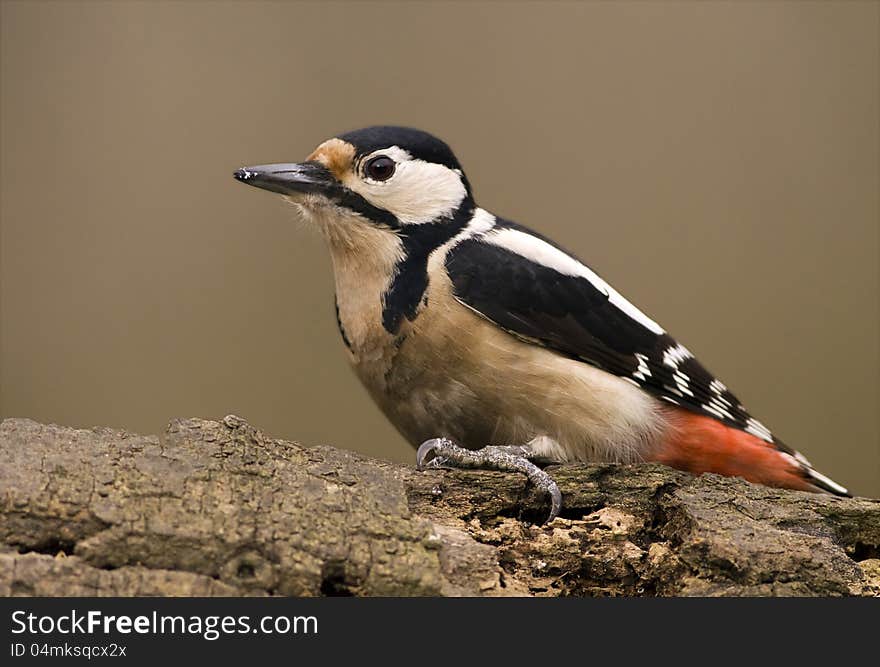 Woodpecker