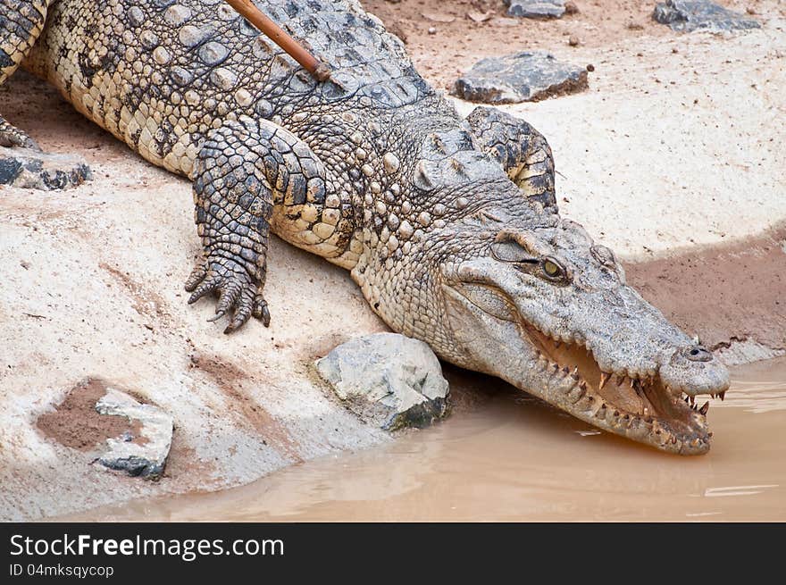 A fresh water crocodile on land