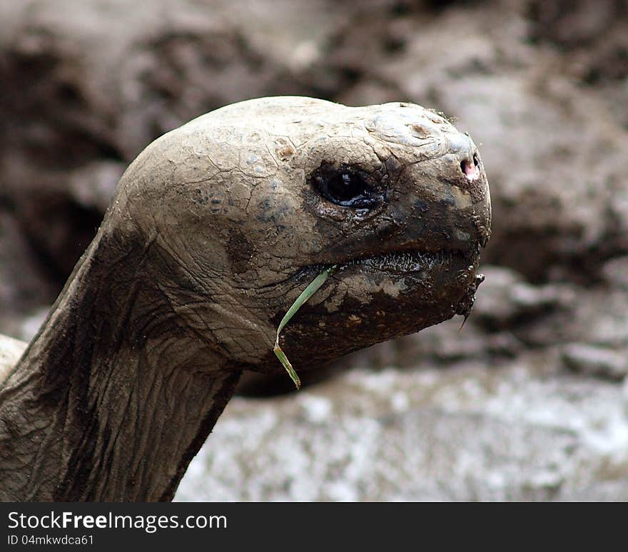 Old Galapagos tortoise chewing a blade of grass. Old Galapagos tortoise chewing a blade of grass.