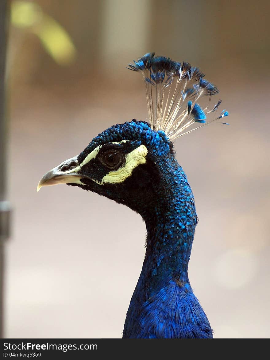 Peacock