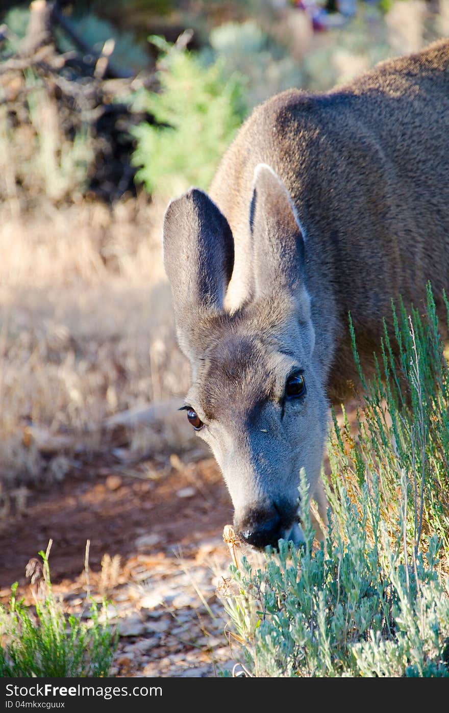 Mule deer eating grass in a meadow