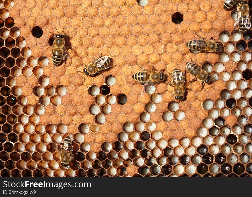 Larvae and cocoons of bees