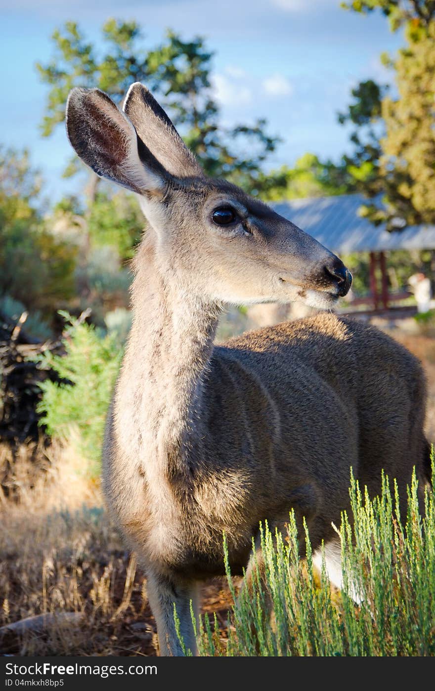 Profile of mule deer with large ears and eyes in a park. Profile of mule deer with large ears and eyes in a park.