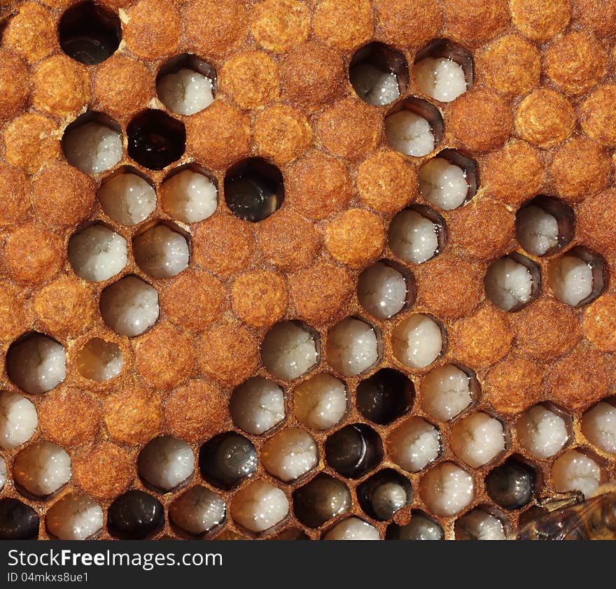 Larvae and cocoons of bees