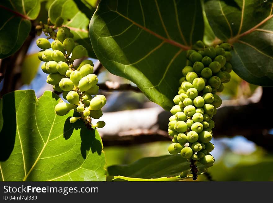 Sea grapes growing on the florida shore.