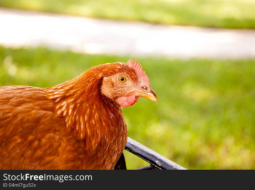 A young chicken on a bench. A young chicken on a bench.